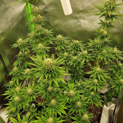 Sherbet Queen growlog timeline photo