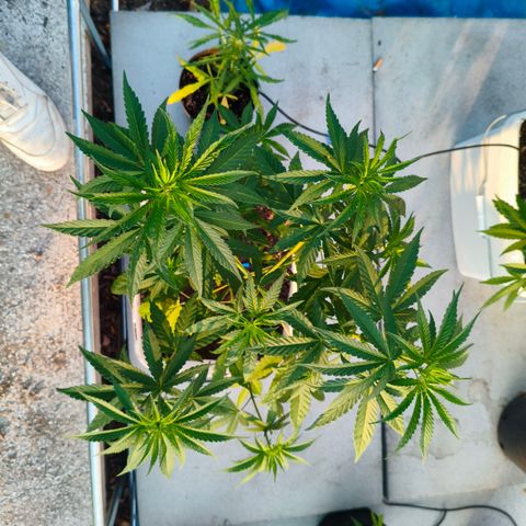 Sweet Mandarine Zkittlez ( la ONE ) growlog timeline photo
