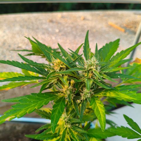 Sweet Mandarine Zkittlez ( la ONE ) growlog timeline photo
