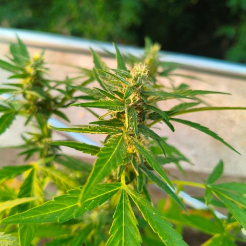 Sweet Mandarine Zkittlez ( la ONE ) growlog timeline photo