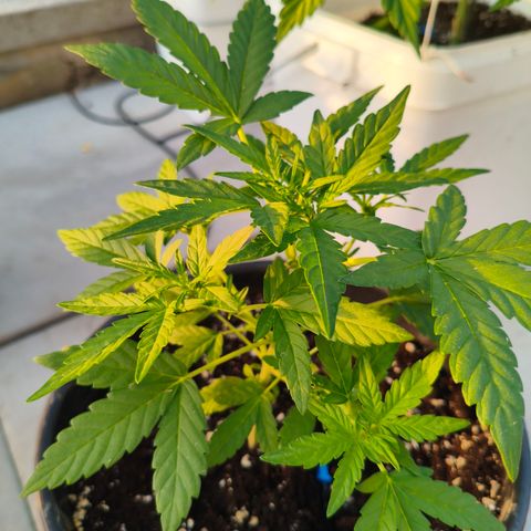 Sweet Mandarine Zkittlez ( la ONE ) growlog timeline photo
