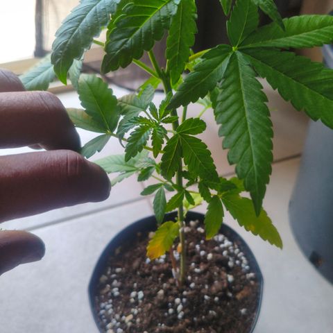 Sweet Mandarine Zkittlez #4 (La gialla) growlog photo: Foglie basse gialle