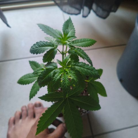 Sweet Mandarine Zkittlez #4 (La gialla) growlog timeline photo