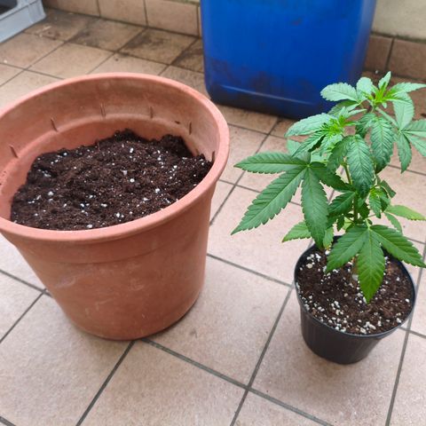 Sweet Mandarine Zkittlez #4 (La gialla) growlog timeline photo