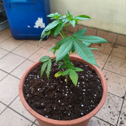 Sweet Mandarine Zkittlez #4 (La gialla) growlog photo: Trapianto fatto