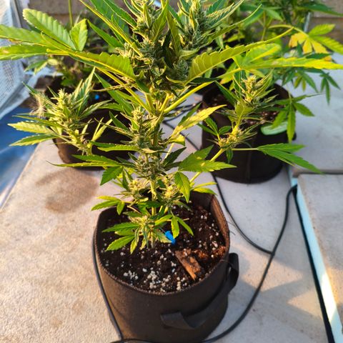 Orion #3 growlog timeline photo