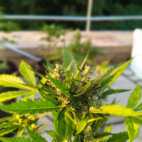 Orion #3 growlog timeline photo