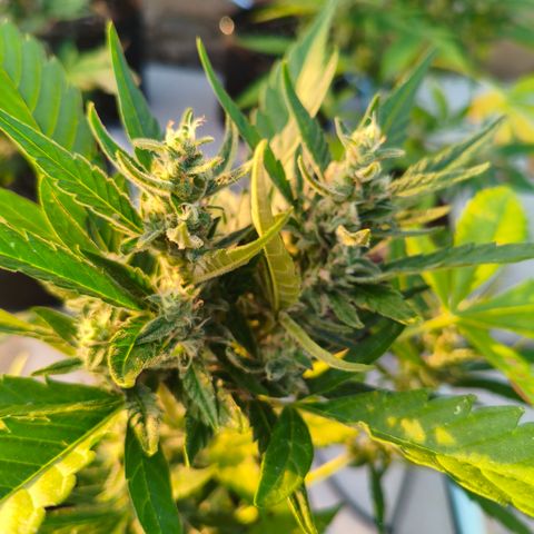 Orion #3 growlog timeline photo