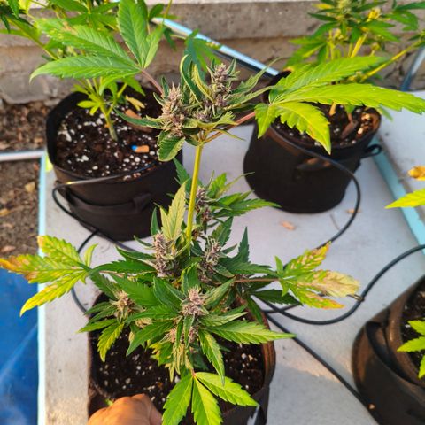 Orion #3 growlog timeline photo