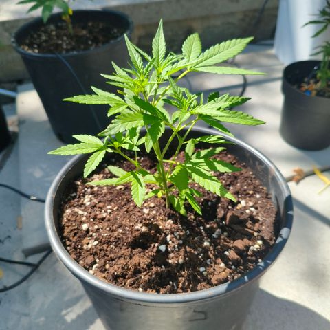 Red Gorilla Girl XL Auto #4 growlog timeline photo