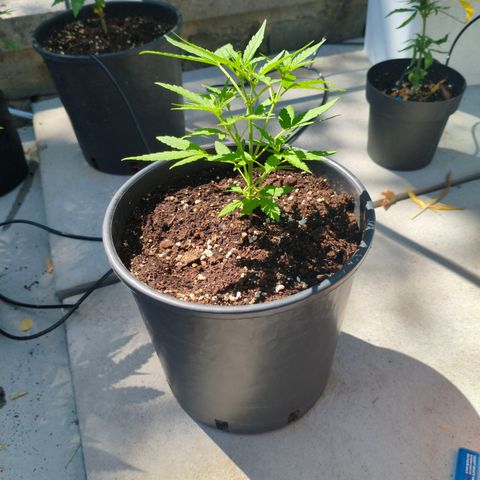 Red Gorilla Girl XL Auto #4 growlog timeline photo