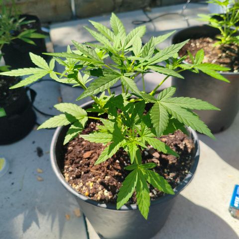 Jet fuel mandarine xl Auto #4 growlog timeline photo