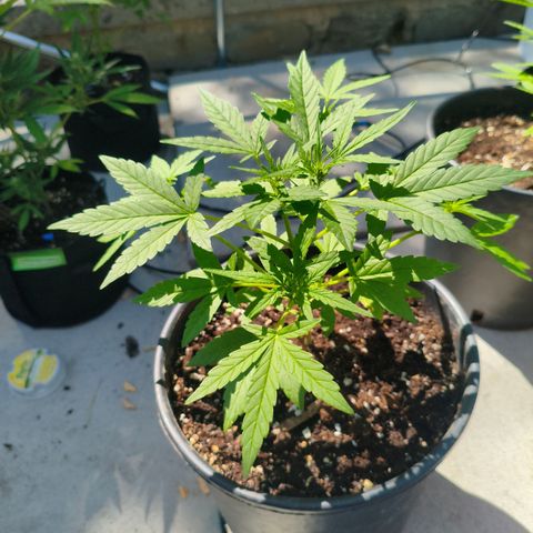 Jet fuel mandarine xl Auto #4 growlog timeline photo