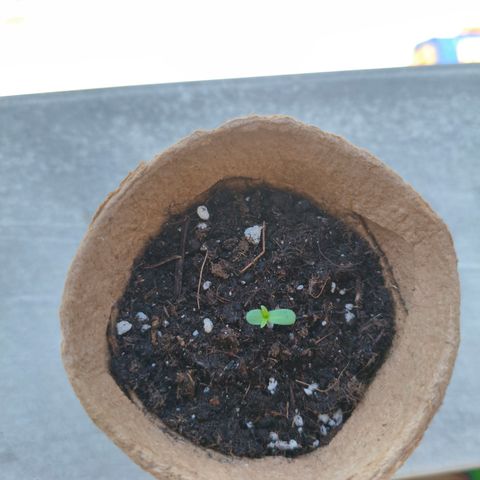 Orion #3 growlog timeline photo