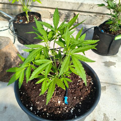 Red Gorilla Girl XL Auto #4 growlog timeline photo