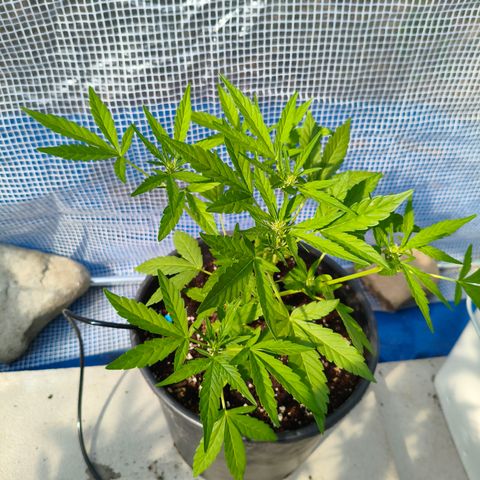 Jet fuel mandarine xl Auto #4 growlog timeline photo
