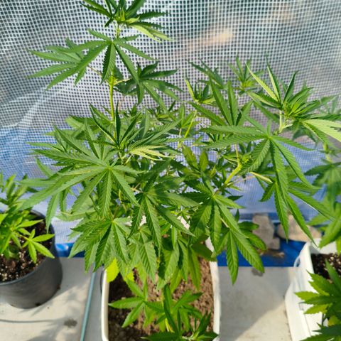 Sweet Mandarine Zkittlez ( la ONE ) growlog timeline photo