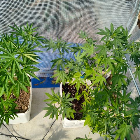 Sweet Mandarine Zkittlez ( la ONE ) growlog timeline photo