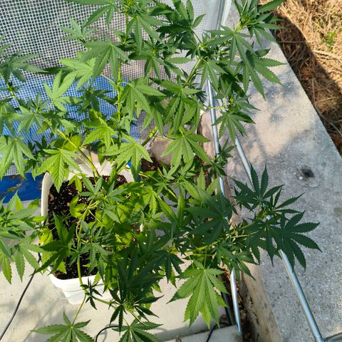 Sweet Mandarine Zkittlez ( la ONE ) growlog timeline photo