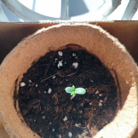 Orion #2 growlog timeline photo