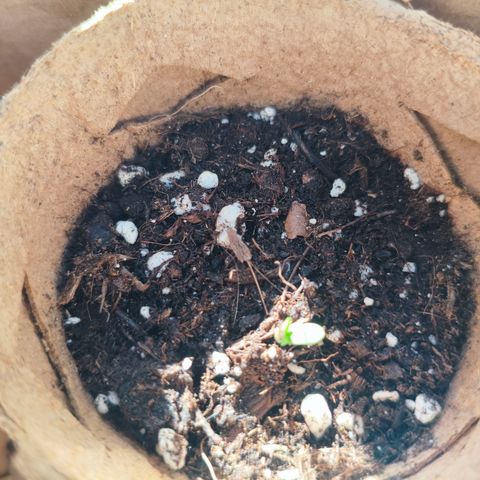 Orion #1 growlog timeline photo