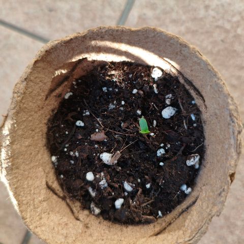 Northern Light Automatic #1 growlog timeline photo