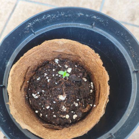 Northern Light Automatic #1 growlog timeline photo