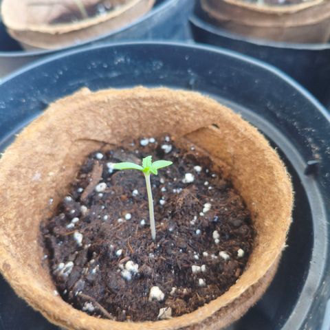 Orion #1 growlog timeline photo