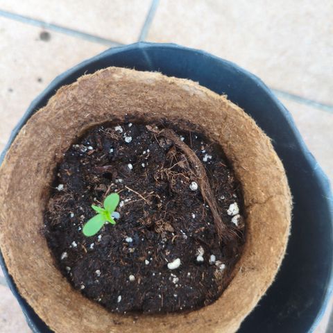 Orion #2 growlog timeline photo