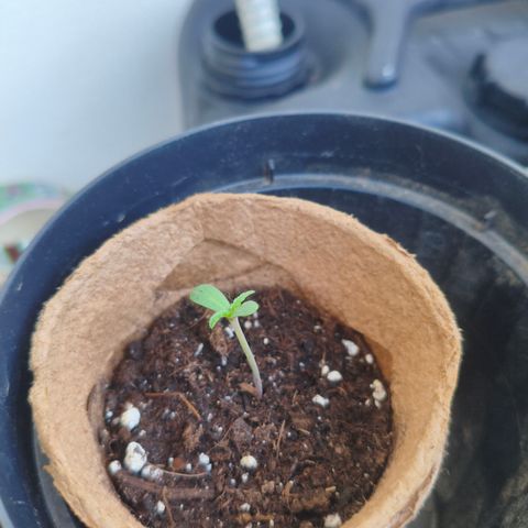 Orion #3 growlog timeline photo