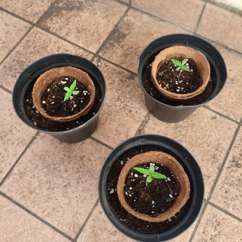 Orion #3 growlog timeline photo