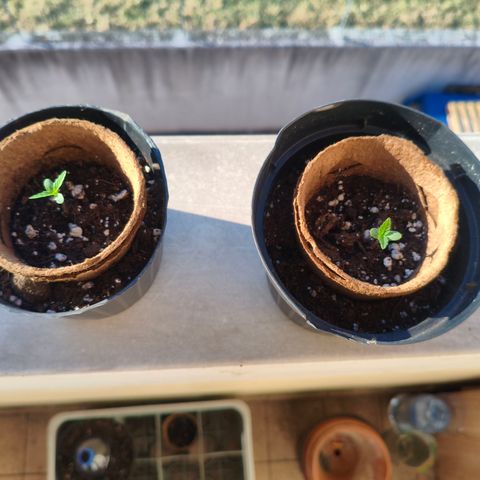 Northern Light Automatic #1 growlog timeline photo