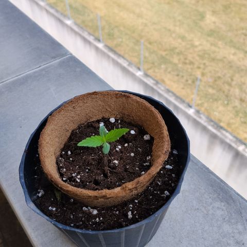 Northern Light Automatic #1 growlog timeline photo