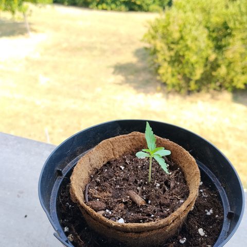 Orion #3 growlog timeline photo