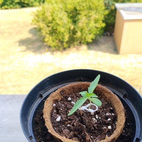 Orion #3 growlog timeline photo