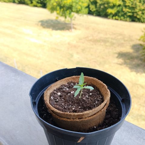 Orion #3 growlog timeline photo