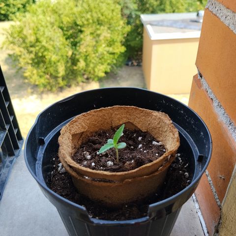 Northern Light Automatic #1 growlog timeline photo