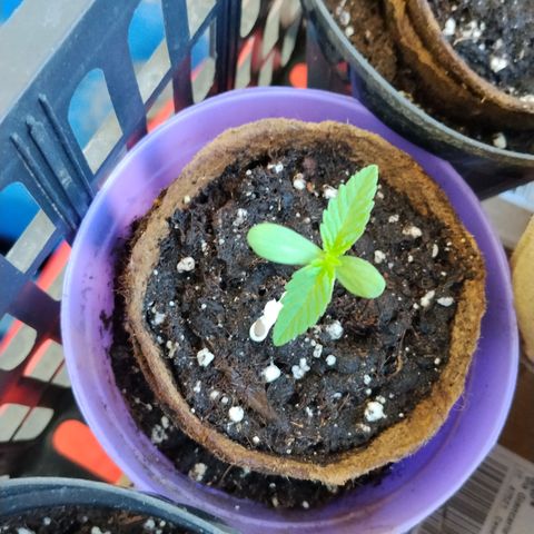 Wedding Cake Automatic growlog timeline photo