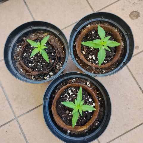 Orion #3 growlog timeline photo