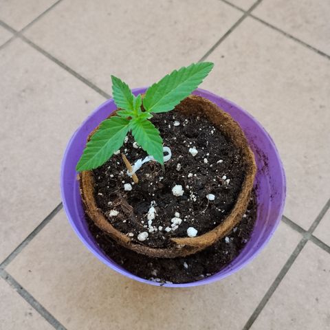 Wedding Cake Automatic growlog timeline photo