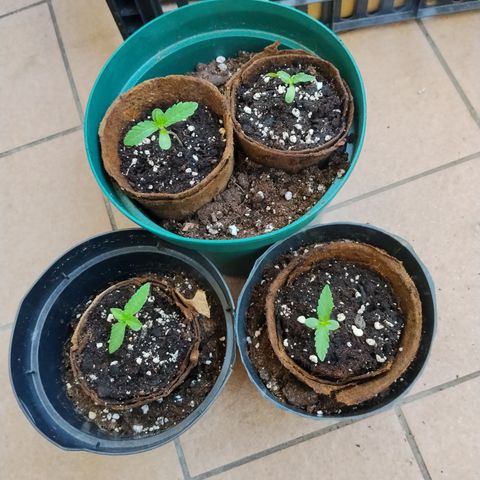 Northern Light Automatic #1 growlog timeline photo