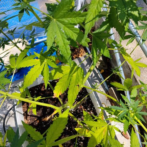 Jet fuel mandarine xl Auto #4 growlog timeline photo