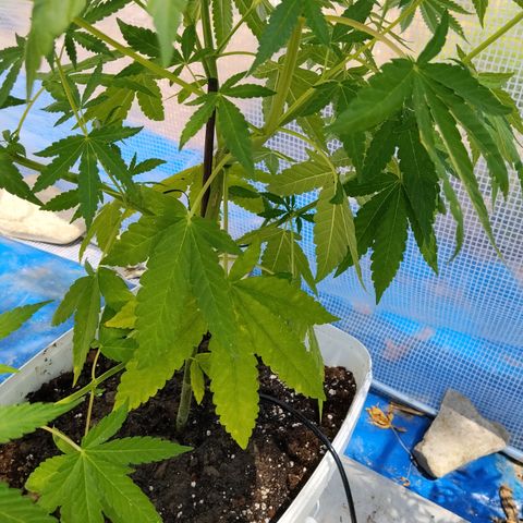 Jet fuel mandarine xl Auto #4 growlog timeline photo