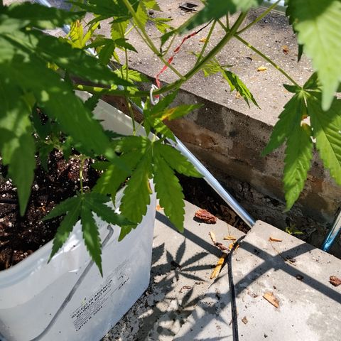 Jet fuel mandarine xl Auto #4 growlog timeline photo