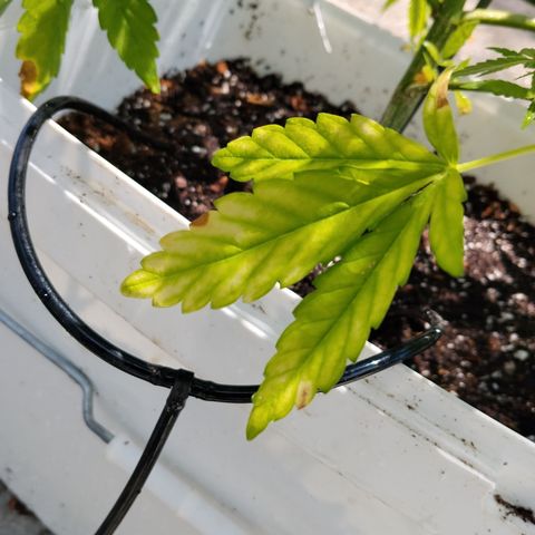 Jet fuel mandarine xl Auto #4 growlog timeline photo