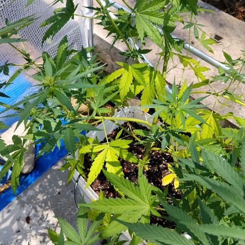 Jet fuel mandarine xl Auto #4 growlog timeline photo