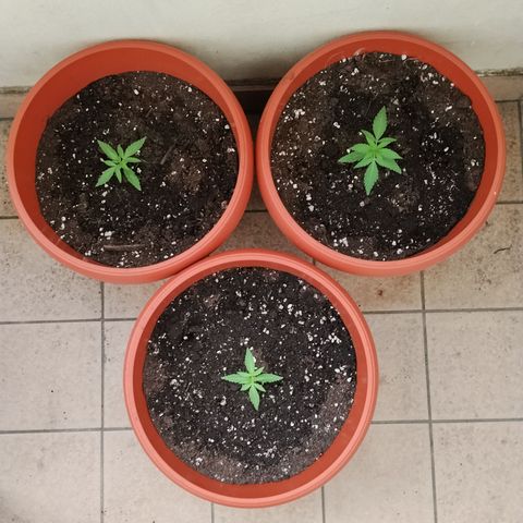 Orion #3 growlog photo: Travaso a vasi finale da 9lt
