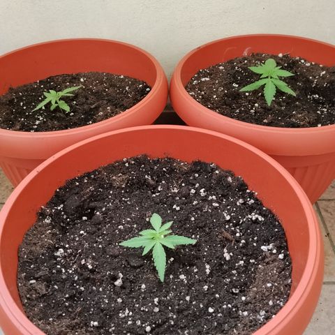Orion #3 growlog photo: Travaso a vasi finale da 9lt
