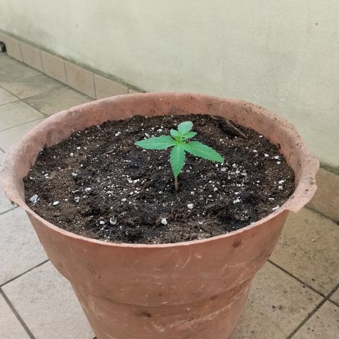 Wedding Cake Automatic growlog timeline photo