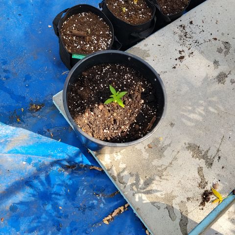 Northern Light Automatic #1 growlog timeline photo